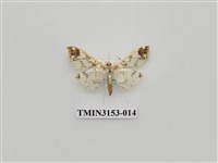 藏品(螟蛾304)的圖片